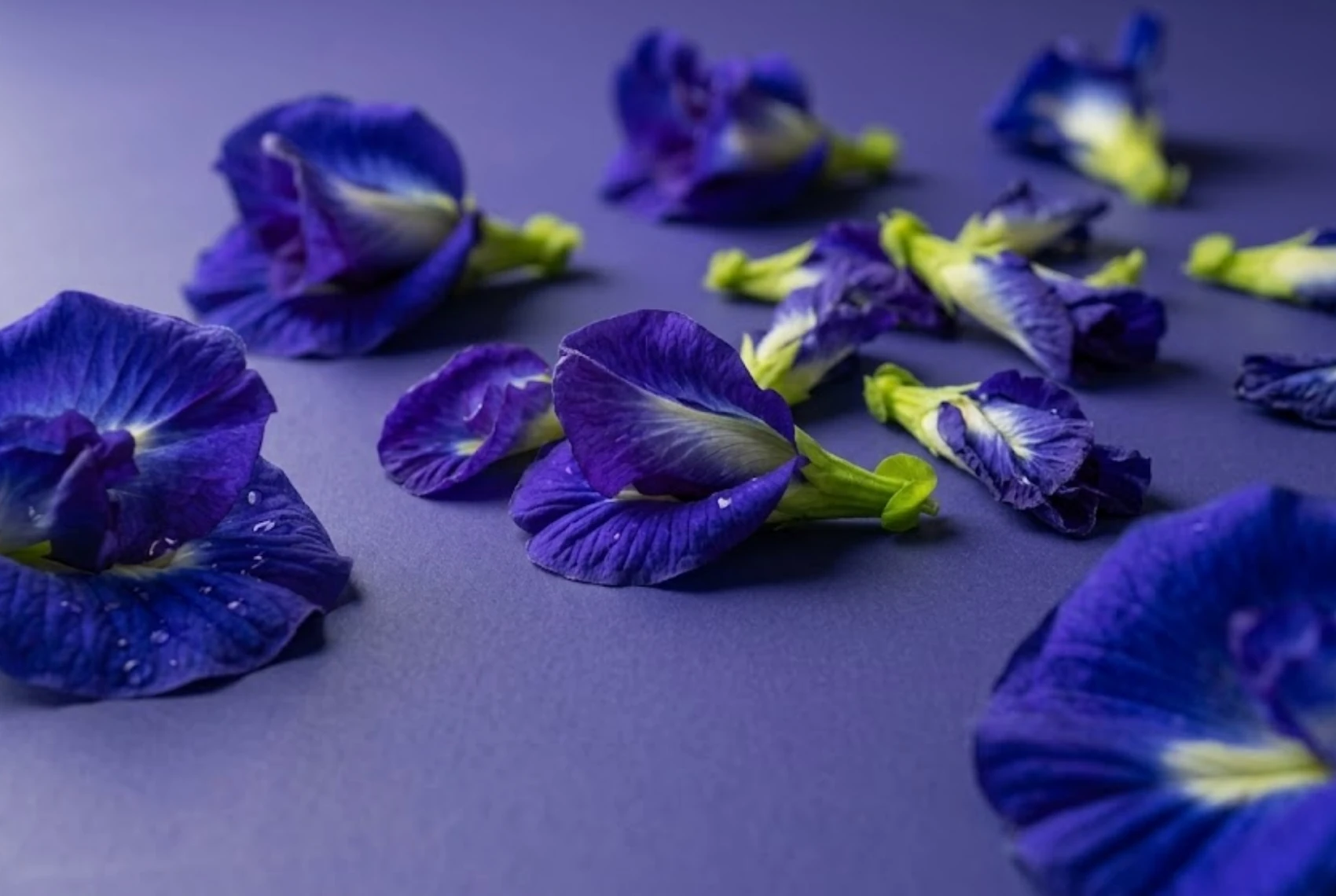 Fresh butterfly pea flowers, the hero botanical behind flowerful FLOURISH